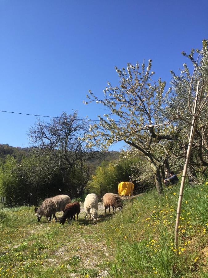 Apartment Dedo, Salara Farmhouse Κόπερ Εξωτερικό φωτογραφία