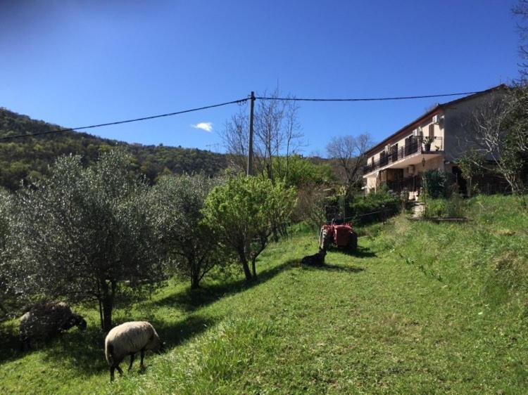 Apartment Dedo, Salara Farmhouse Κόπερ Εξωτερικό φωτογραφία