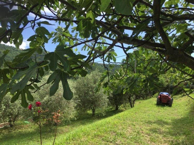 Apartment Dedo, Salara Farmhouse Κόπερ Εξωτερικό φωτογραφία