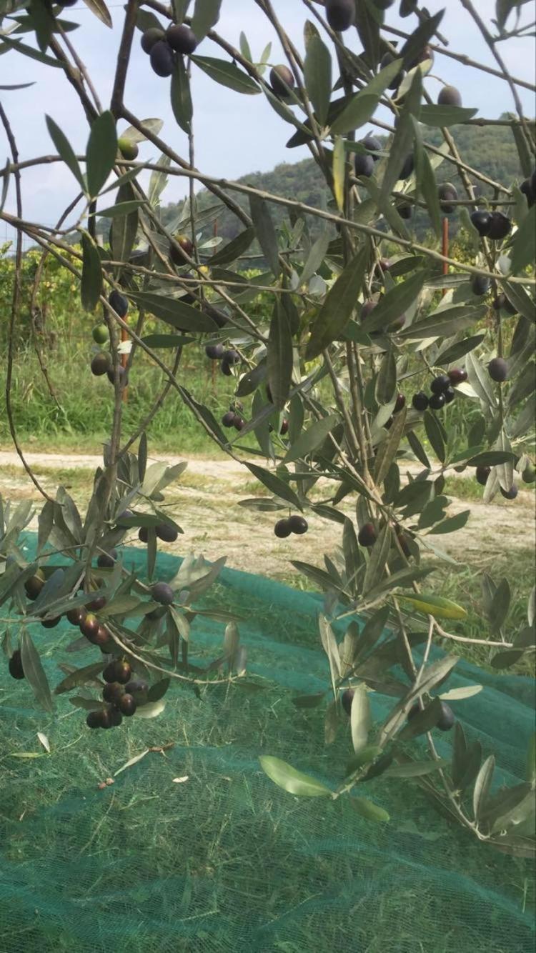 Apartment Dedo, Salara Farmhouse Κόπερ Εξωτερικό φωτογραφία