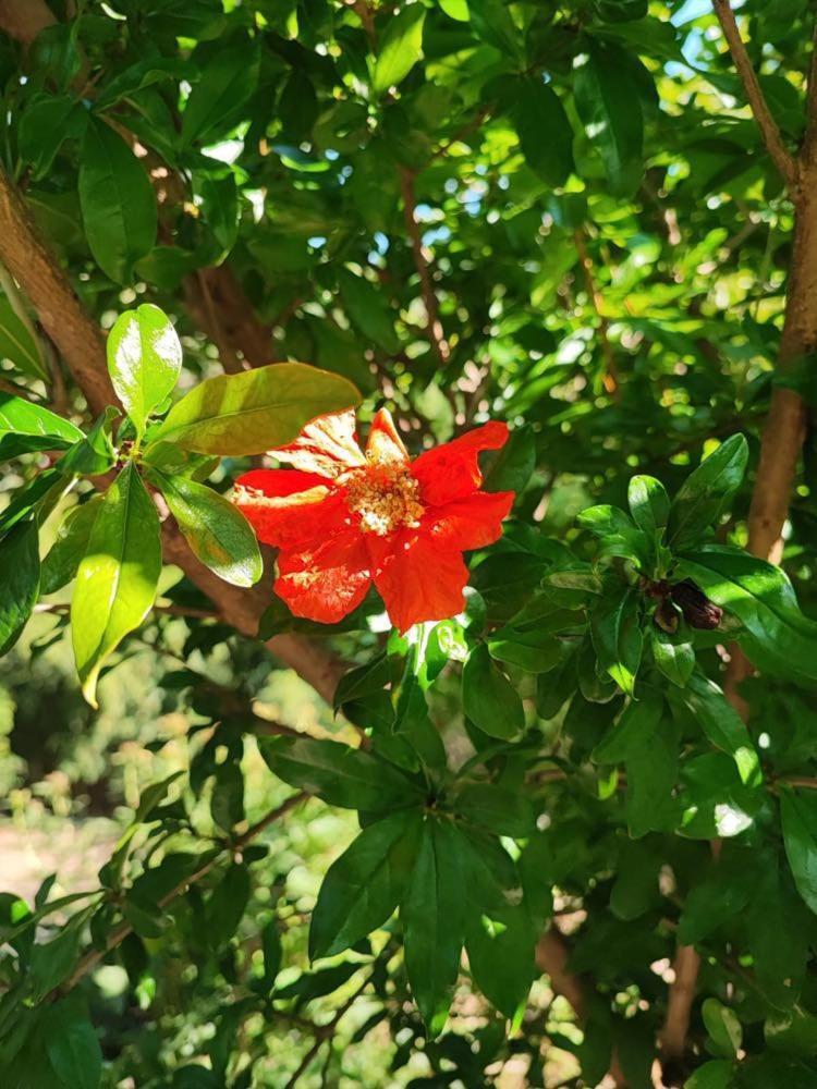 Apartment Dedo, Salara Farmhouse Κόπερ Εξωτερικό φωτογραφία