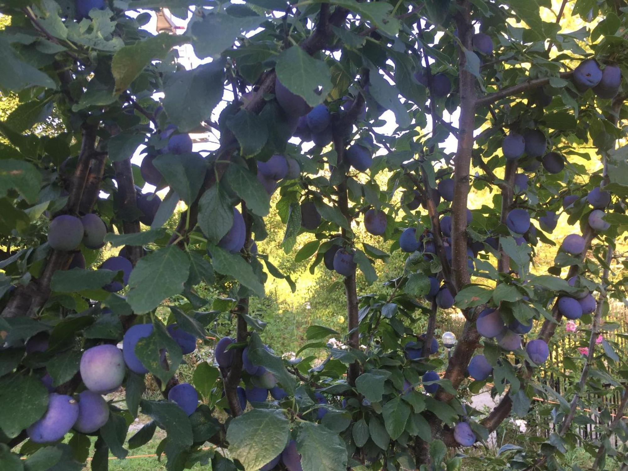 Apartment Dedo, Salara Farmhouse Κόπερ Εξωτερικό φωτογραφία